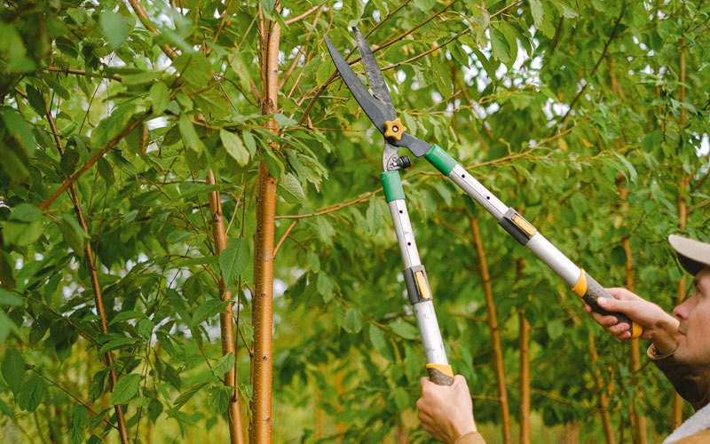 Tree trimming in Spavinaw, OK